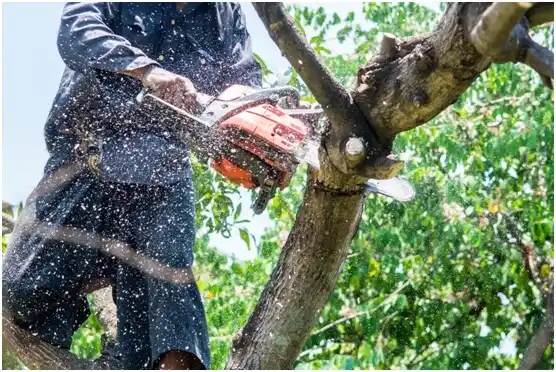 tree services Joanna